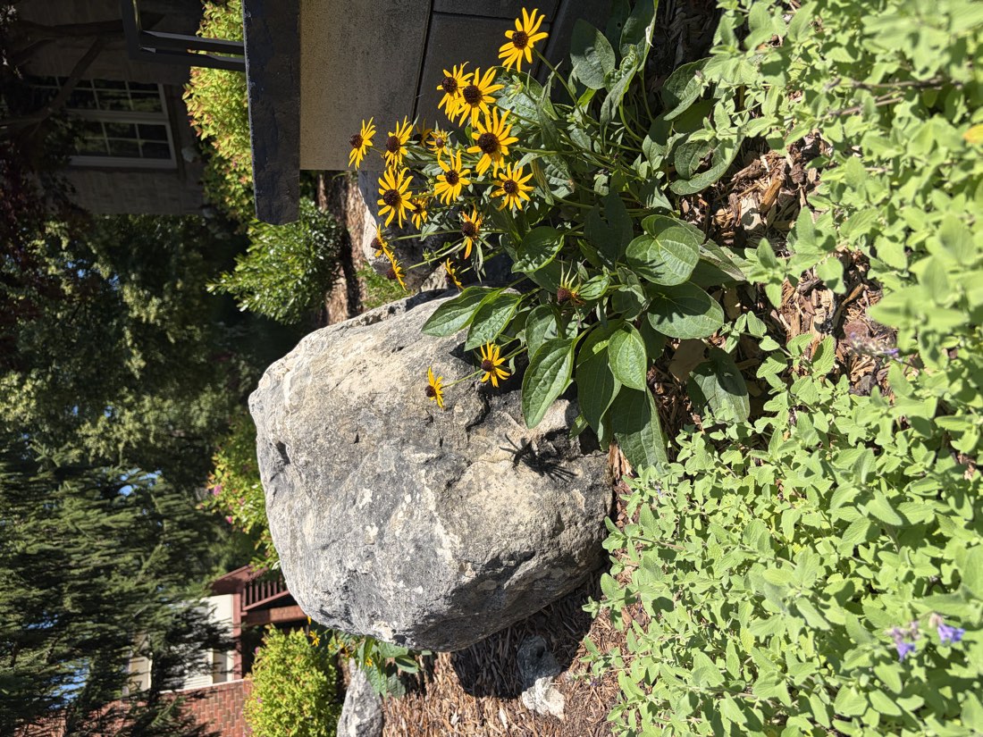 Black-eyed Susans blooming beside a limestone boulder