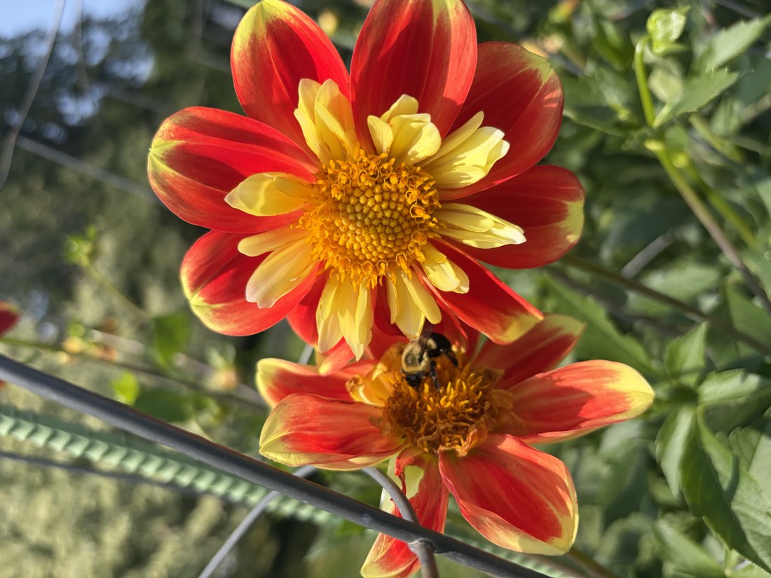 A bee landing on a red and yellow dahlia