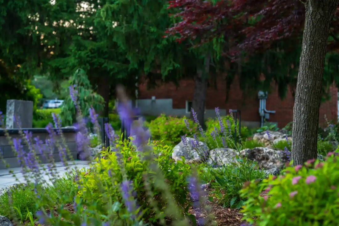 Lavender in bloom beside a paver walkway with boulders