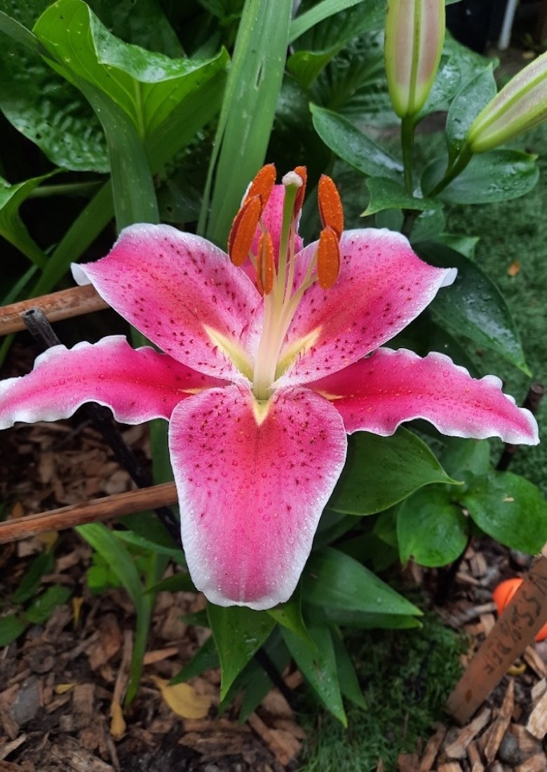 Close-up of a pink stargazer lily