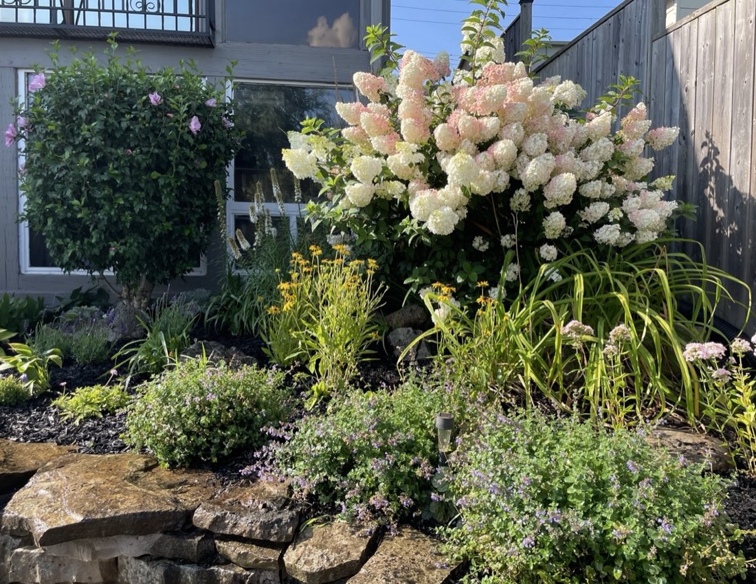 A lush perennial garden bed with hydrangeas over a natural stone wall