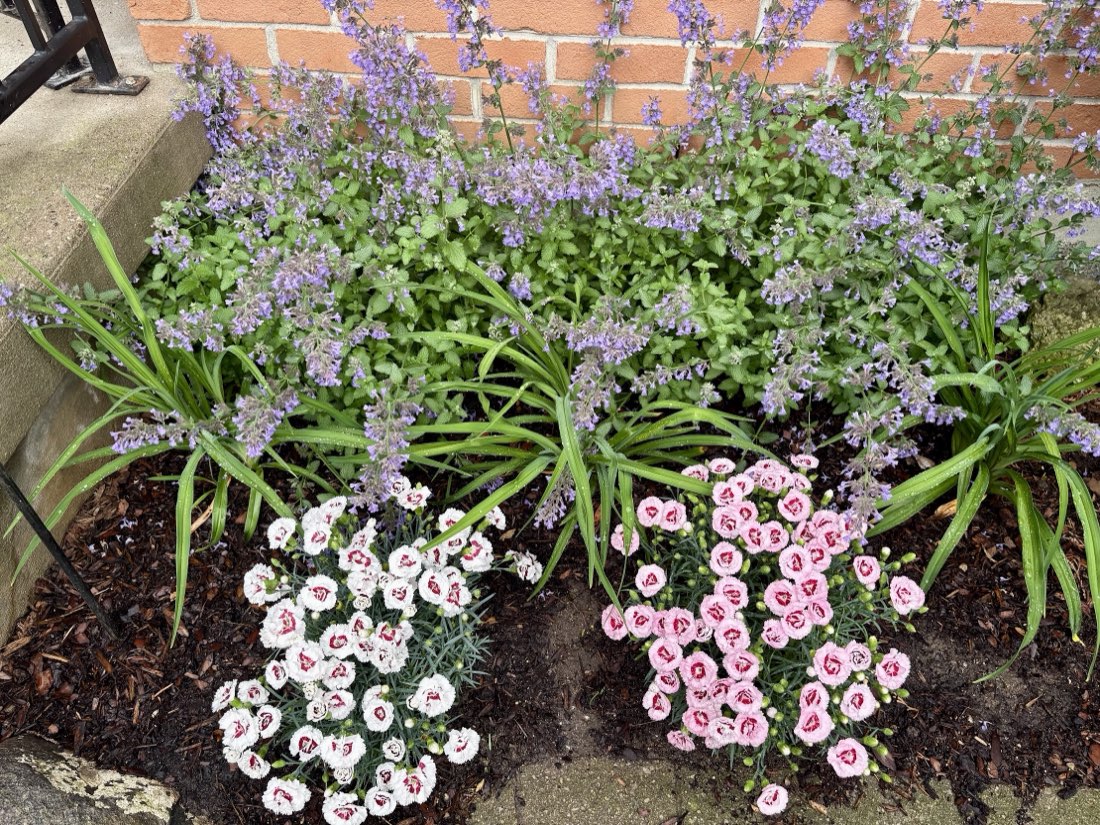 Catmint and dianthus border against a brick wall