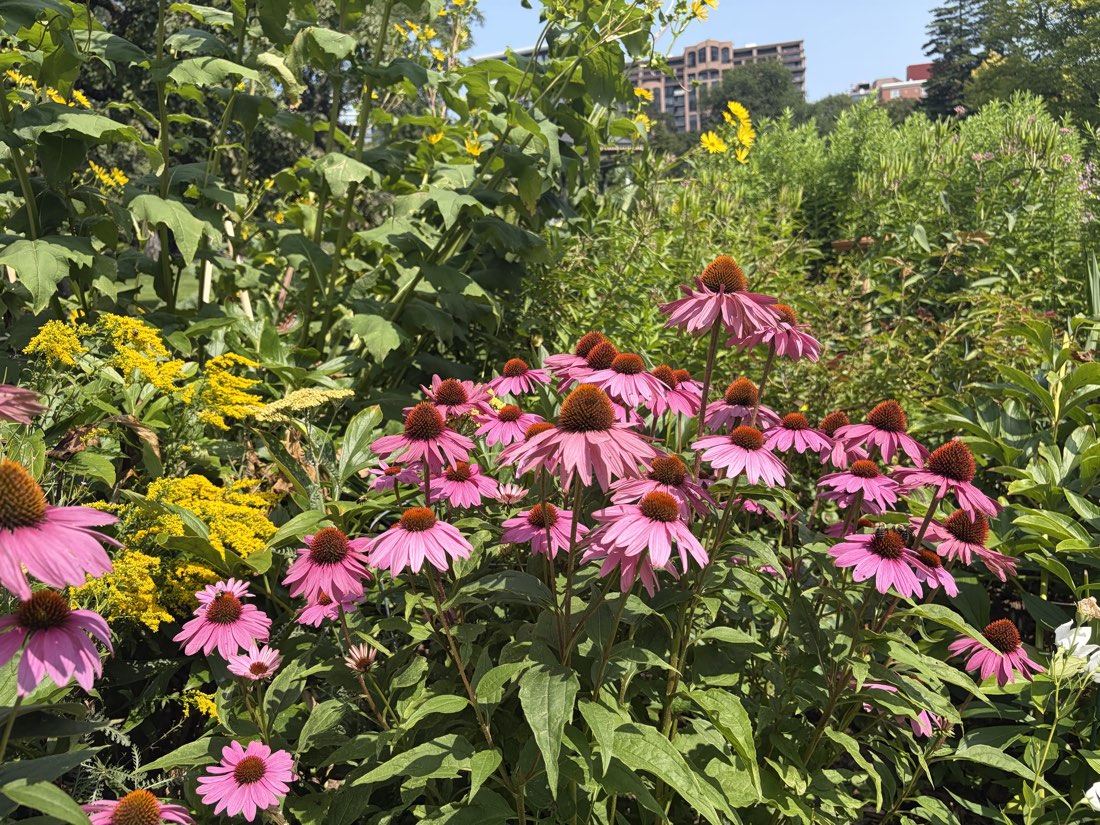 Coneflowers and goldenrod in a naturalistic pollinator bed