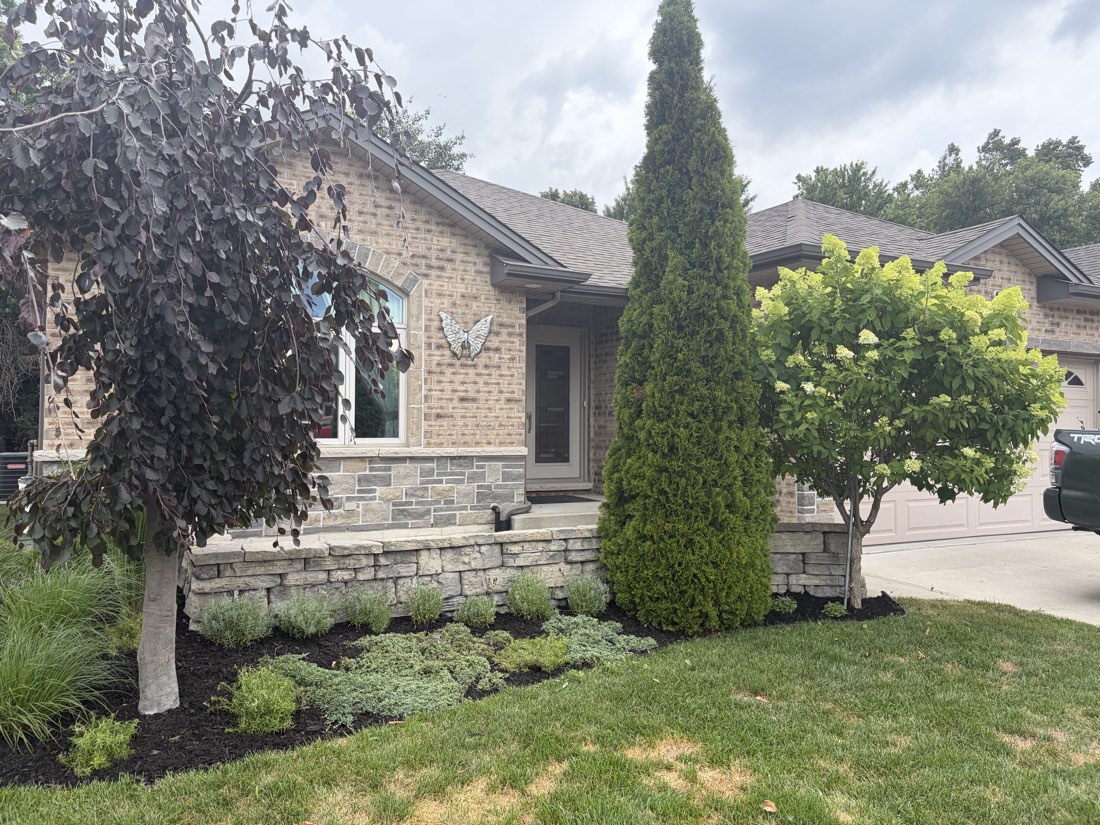 Front yard with stone seat wall, weeping tree and fresh plantings