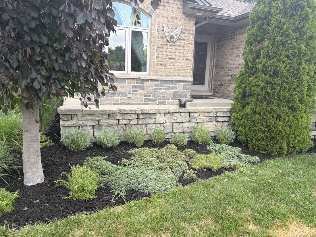 Stone retaining wall with boxwoods and fresh mulch